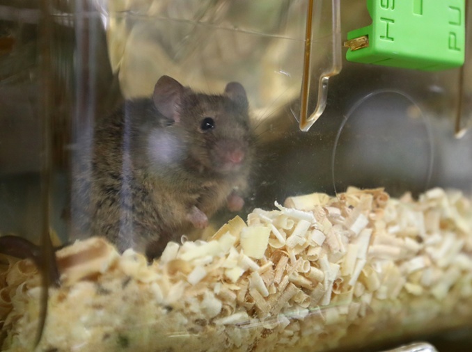 Una guía presenta criterios éticos para reducir el sufrimiento animal en la experimentación