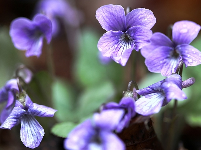 El ingenioso método de reproducción de la violeta que inspira a los robots del futuro