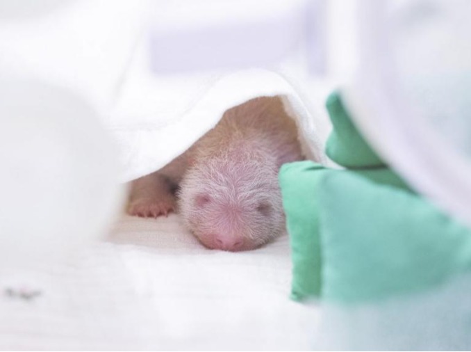 Nace otra bebé panda gigante en Corea