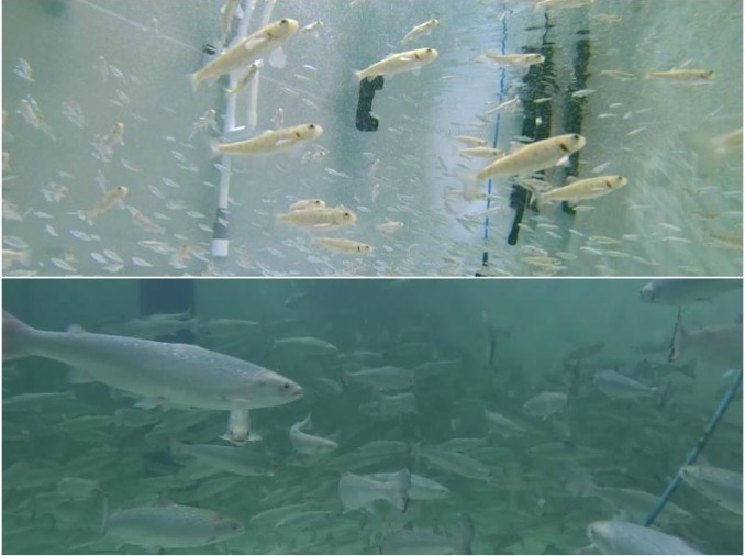 Adiós a la importación: el salmón del Atlántico ya se produce en Busan