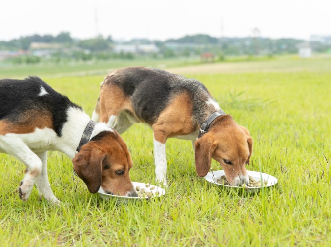 Incheon inaugura un centro de bienestar animal para impulsar la adopción responsable