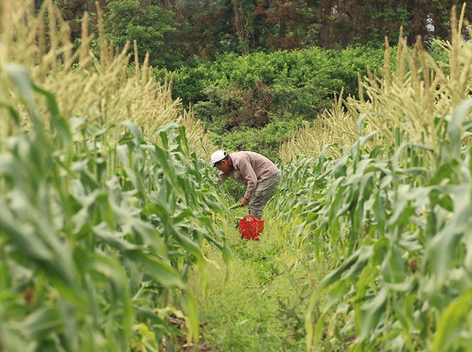 Corea optimiza la cosecha de semillas de arroz con un programa de IA