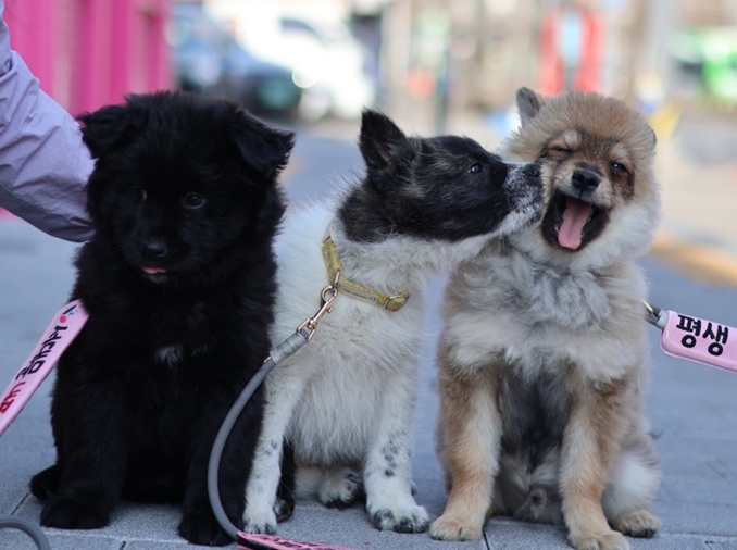 Una cultura de mascotas más madura: menos abandono y más registros de animales