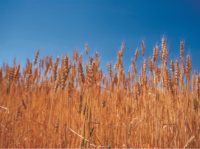 Corea desarrolla un nuevo trigo de ciclo rápido que permite cuatro cosechas al año
