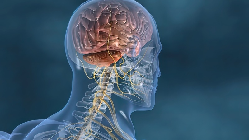 Unos investigadores coreanos descubren cómo regenerar el drenaje cerebral disminuido por la edad